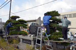 写真：広野駅の松　せん定の様子