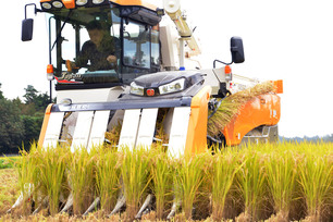 写真：新嘗祭（にいなめさい）への献穀米を収穫
