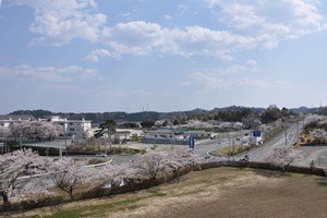 写真：広野町のサクラが満開の様子