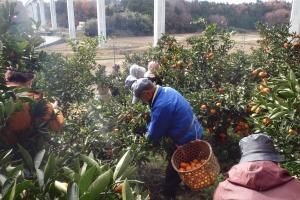 写真：二ツ沼総合公園直売所利用組合がみかんの収穫作業を行っている様子