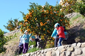 写真：広野幼稚園児がみかん狩りしている様子