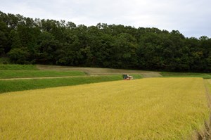 写真：広野町産特別栽培米収穫の様子