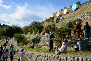 写真：12月12日みかん狩り