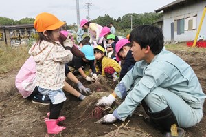 写真：11月1日芋掘り