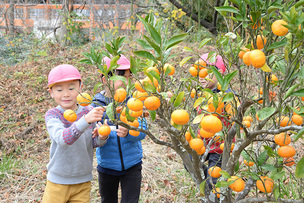 写真：広野幼稚園児によるみかん狩り