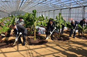 写真：9月19日国産バナナ栽培事業の定植式