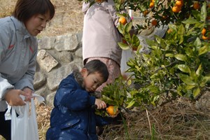 写真：「みかん狩り」開催の様子