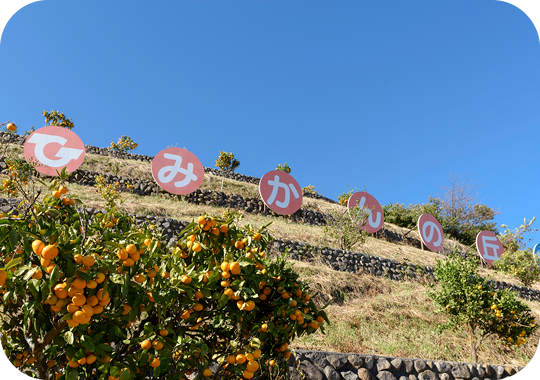 みかんの木と共に映る、みかんの丘の看板