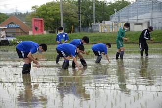 田植え体験