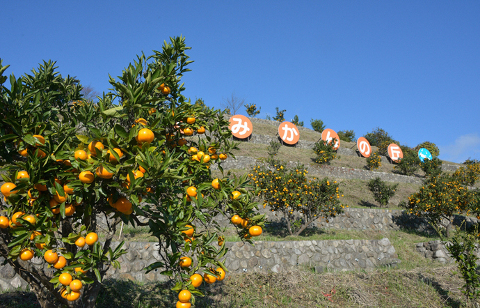 みかんの丘