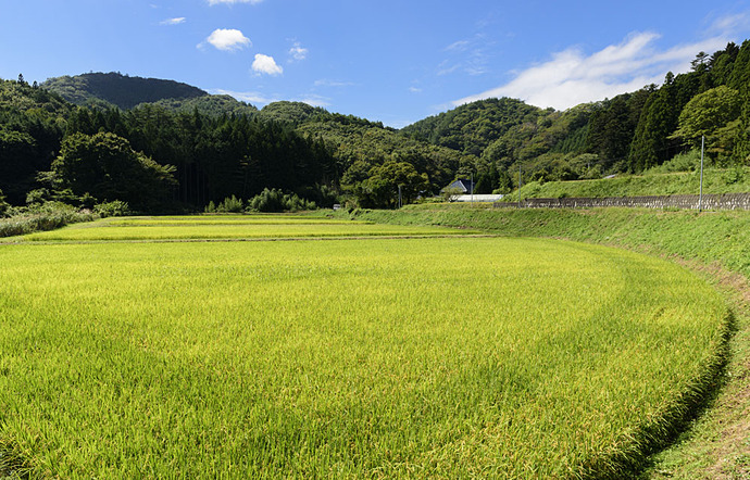 箒平の田んぼ