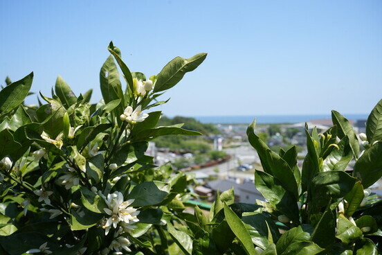 みかんの花
